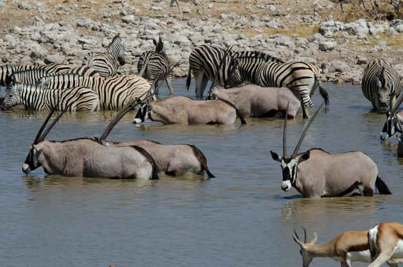 Cebra y Antílopes Orix - parque nacional de Etosha - Namibia 2.jpg